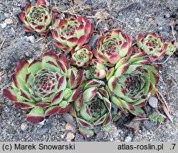 Sempervivum calcareum Mrs Guiseppi
