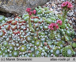 Sempervivum pumilum (rojnik drobny)