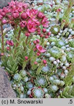 Sempervivum pumilum (rojnik drobny)