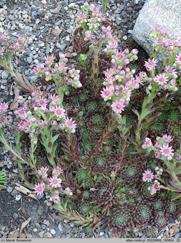 Sempervivum tectorum (rojnik murowy)