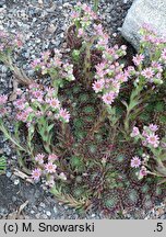 Sempervivum tectorum (rojnik murowy)