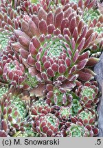Sempervivum tectorum (rojnik murowy)
