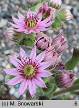 Sempervivum tectorum (rojnik murowy)