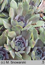 Sempervivum Old Rose