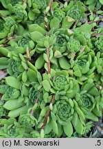 Sempervivum ×alatum nssp. alatum
