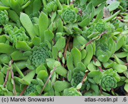 Sempervivum ×alatum nssp. alatum