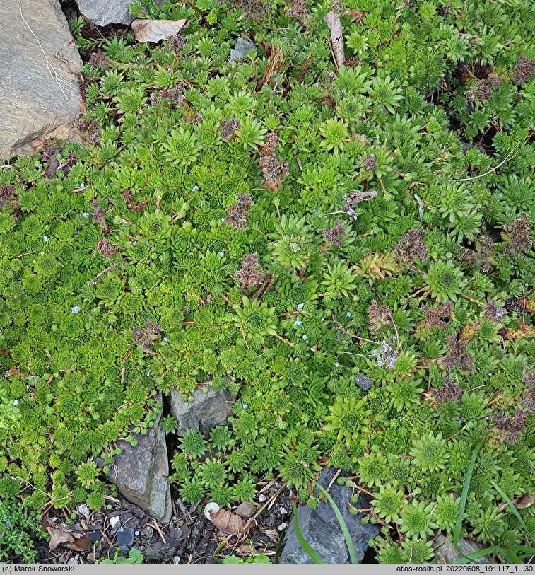 Sempervivum ×barbulatum (rojnik szczeciniasty)