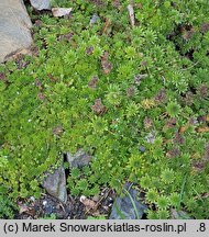 Sempervivum ×barbulatum (rojnik szczeciniasty)