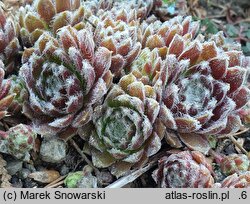 Sempervivum Mutal
