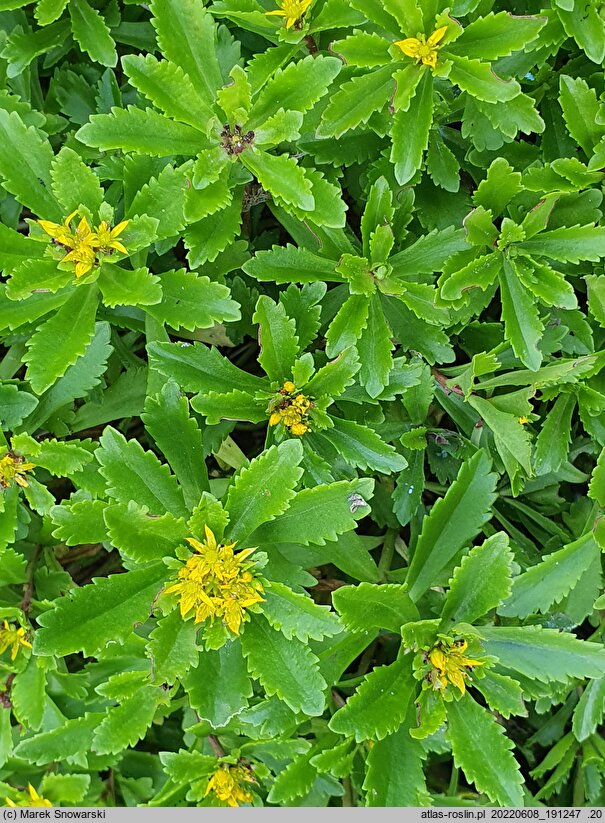 Phedimus aizoon Euphorbioides