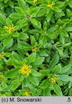 Phedimus aizoon Euphorbioides
