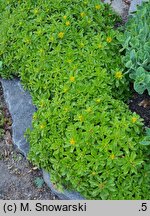Phedimus aizoon Euphorbioides