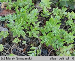 Sedum sarmentosum (rozchodnik rozłogowy)