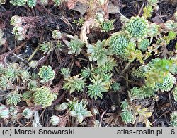 Petrosedum forsterianum (rozchodnik Forstera)