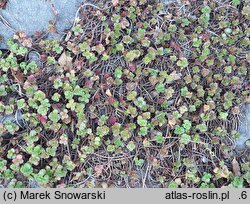 Phedimus spurius Roseum Superbum