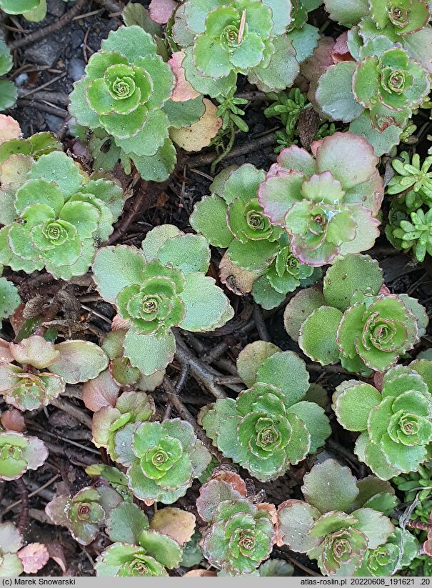Phedimus spurius Roseum Superbum