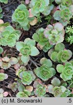 Phedimus spurius Roseum Superbum