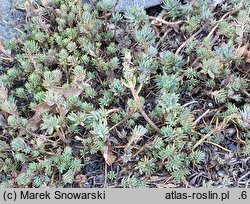 Petrosedum sediforme (rozchodnik nicejski)