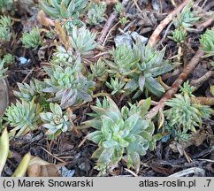 Petrosedum sediforme (rozchodnik nicejski)