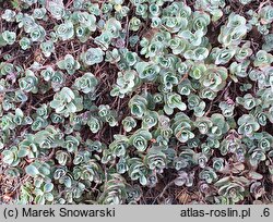 Hylotelephium ewersii (rozchodnik Ewersa)