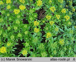 Hylotelephium verticillatum (rozchodnikowiec okółkowy)