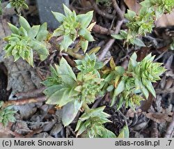 Petrosedum sediforme Zarubianum