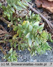 Petrosedum sediforme Zarubianum