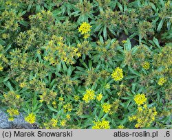 Phedimus aizoon (rozchodnik gruby)
