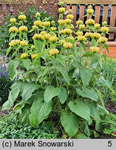 Phlomis russeliana (żeleźniak żółty)