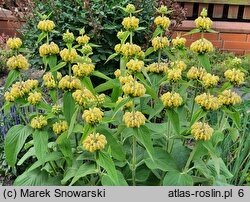 Phlomis russeliana (żeleźniak żółty)