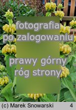 Phlomis russeliana (żeleźniak żółty)