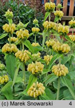 Phlomis russeliana (żeleźniak żółty)