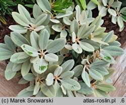 Rhododendron hort. Silver Dane