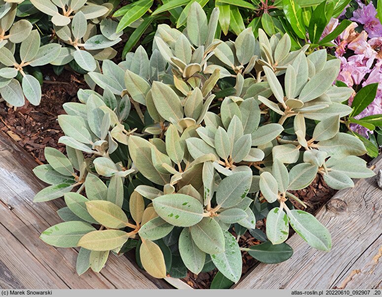 Rhododendron hort. Silver Dane