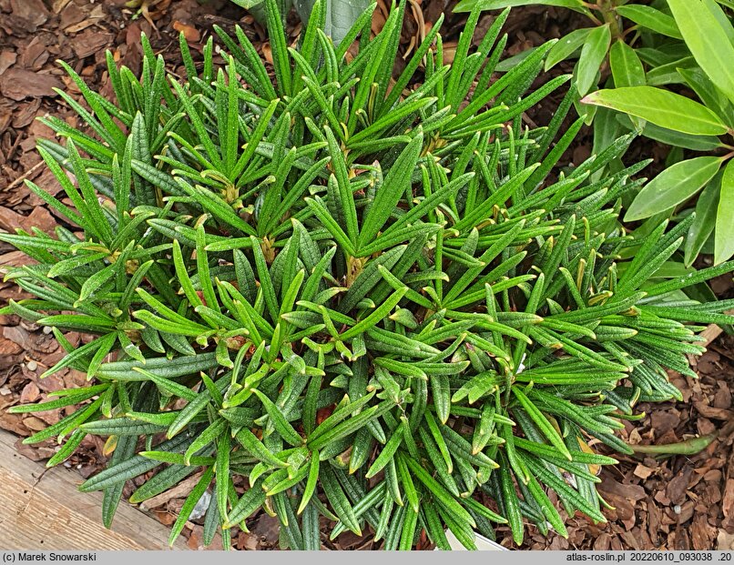 Rhododendron hort. Needle Dane