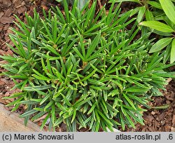 Rhododendron hort. Needle Dane