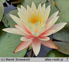 Nymphaea hort. Sunny Pink