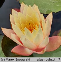 Nymphaea hort. Sunny Pink