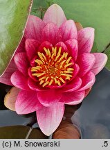 Nymphaea hort. Almost Black