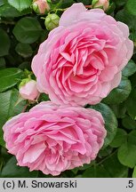 Rosa hort. Jasmina