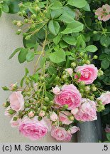 Rosa hort. Jasmina