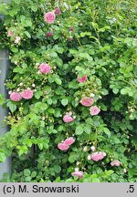 Rosa hort. Jasmina