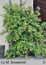 Rosa hort. Jasmina