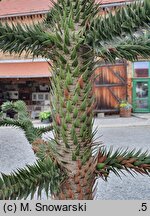 Araucaria araucana (araukaria chilijska)