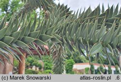Araucaria araucana (araukaria chilijska)