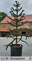 Araucaria araucana (araukaria chilijska)