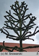 Araucaria araucana (araukaria chilijska)