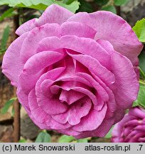 Rosa hort. Dorient