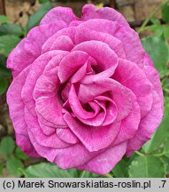 Rosa hort. Dorient