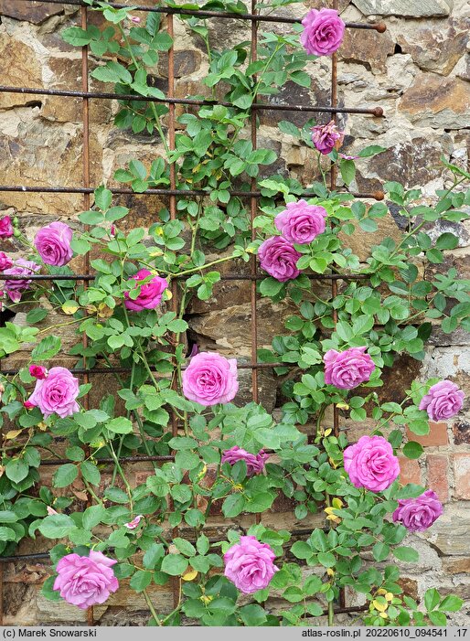 Rosa hort. Dorient